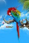 pic for colorful parrot  